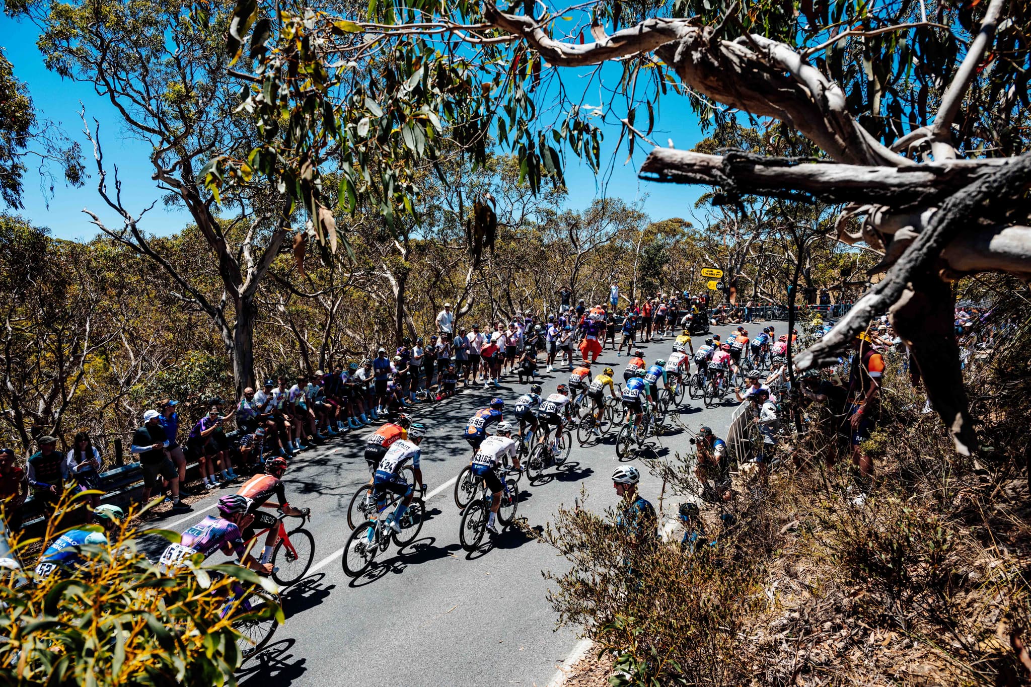 Peloton climbs during the Tour Down Under 2025 Stage 5